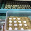 African-Grey-Parrot-Eggs-For-Sale
