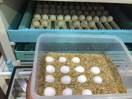 African-Grey-Parrot-Eggs-For-Sale