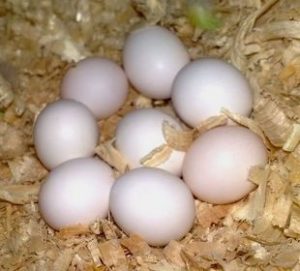 Hyacinth-Macaw-Eggs-For-Sale