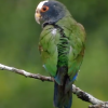 White-Capped Parrot