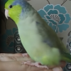 Manu parrotlet