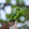 short tailed parrot