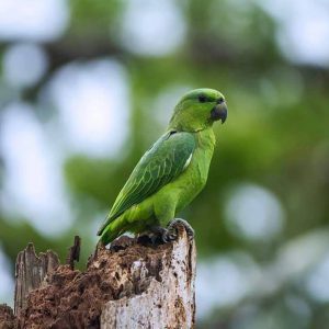short tailed parrot for sale