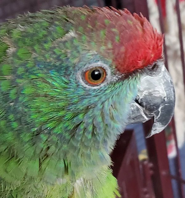 festive amazon parrot