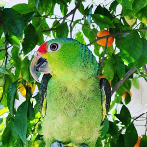 red lored amazon for sale