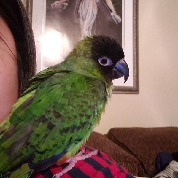 nanday conure for sale