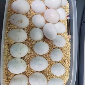 amazon parrot eggs for sale